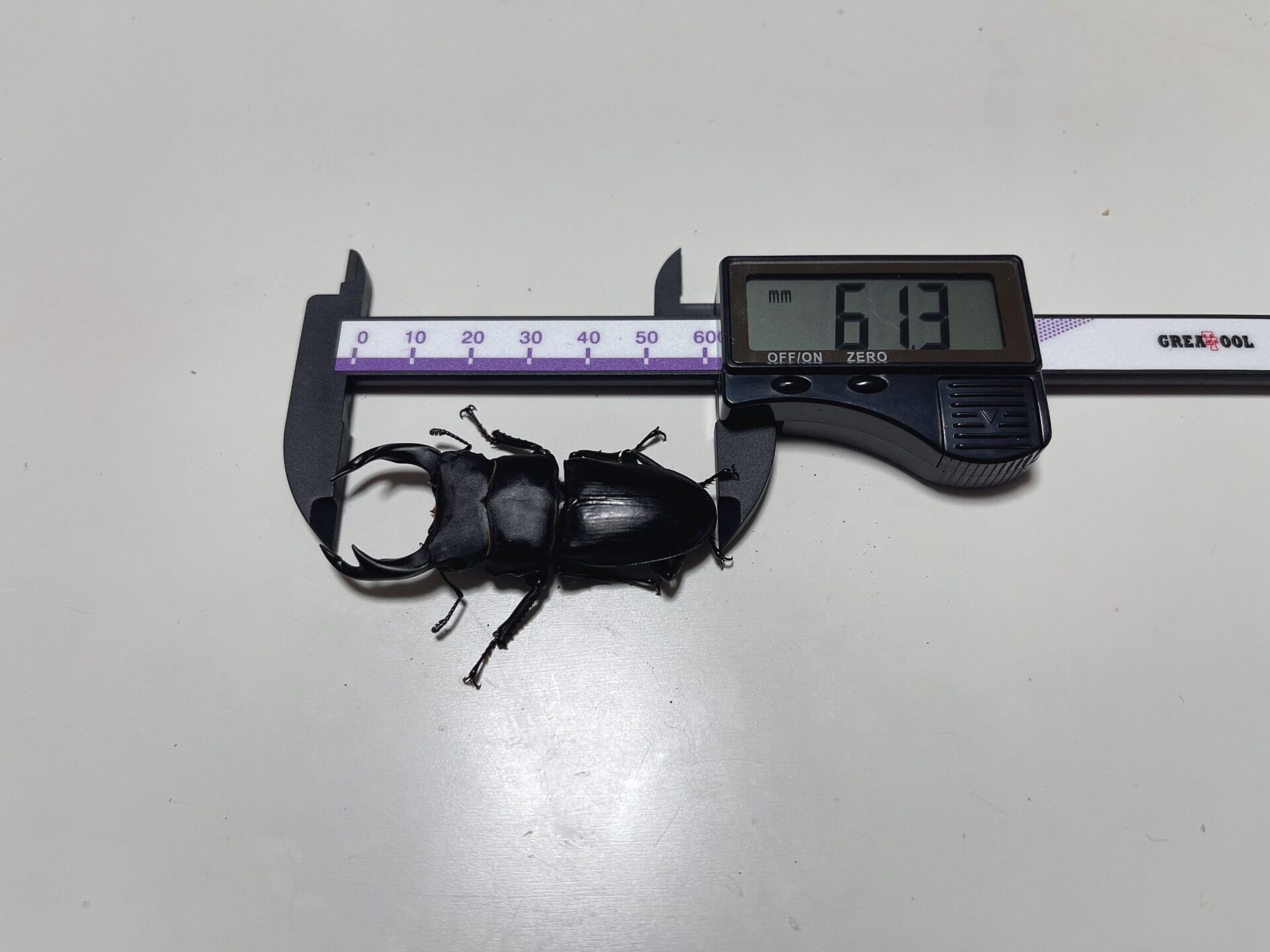 オオクワガタ成虫 オス 61.3mm 実測サイズの商品ページ例