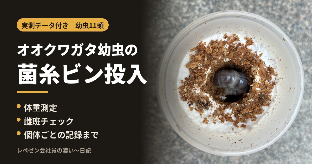 オオクワガタ幼虫の菌糸ビン投入(体重測定・雌班チェック・記録まで)
