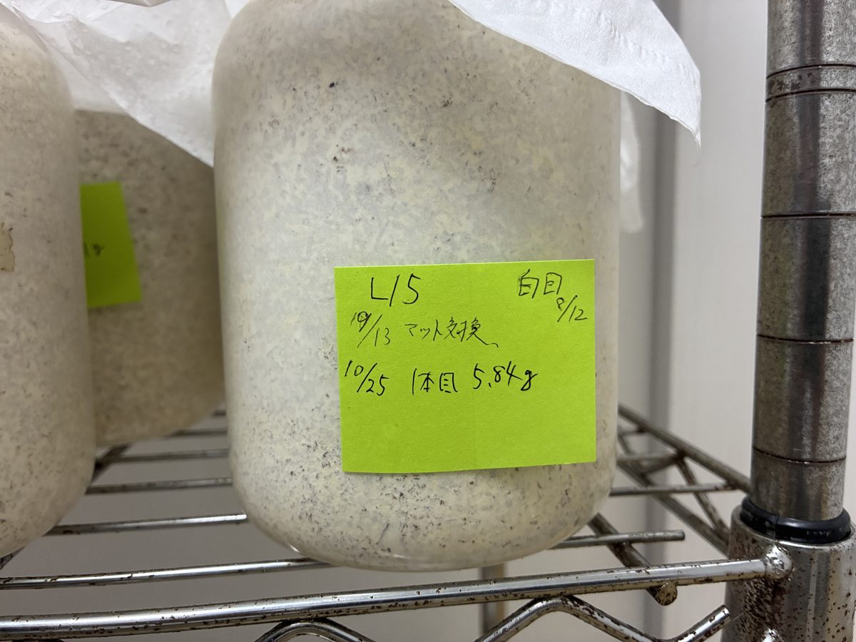 菌糸ビン投入後に番号と体重を書いたラベルを貼ったビン