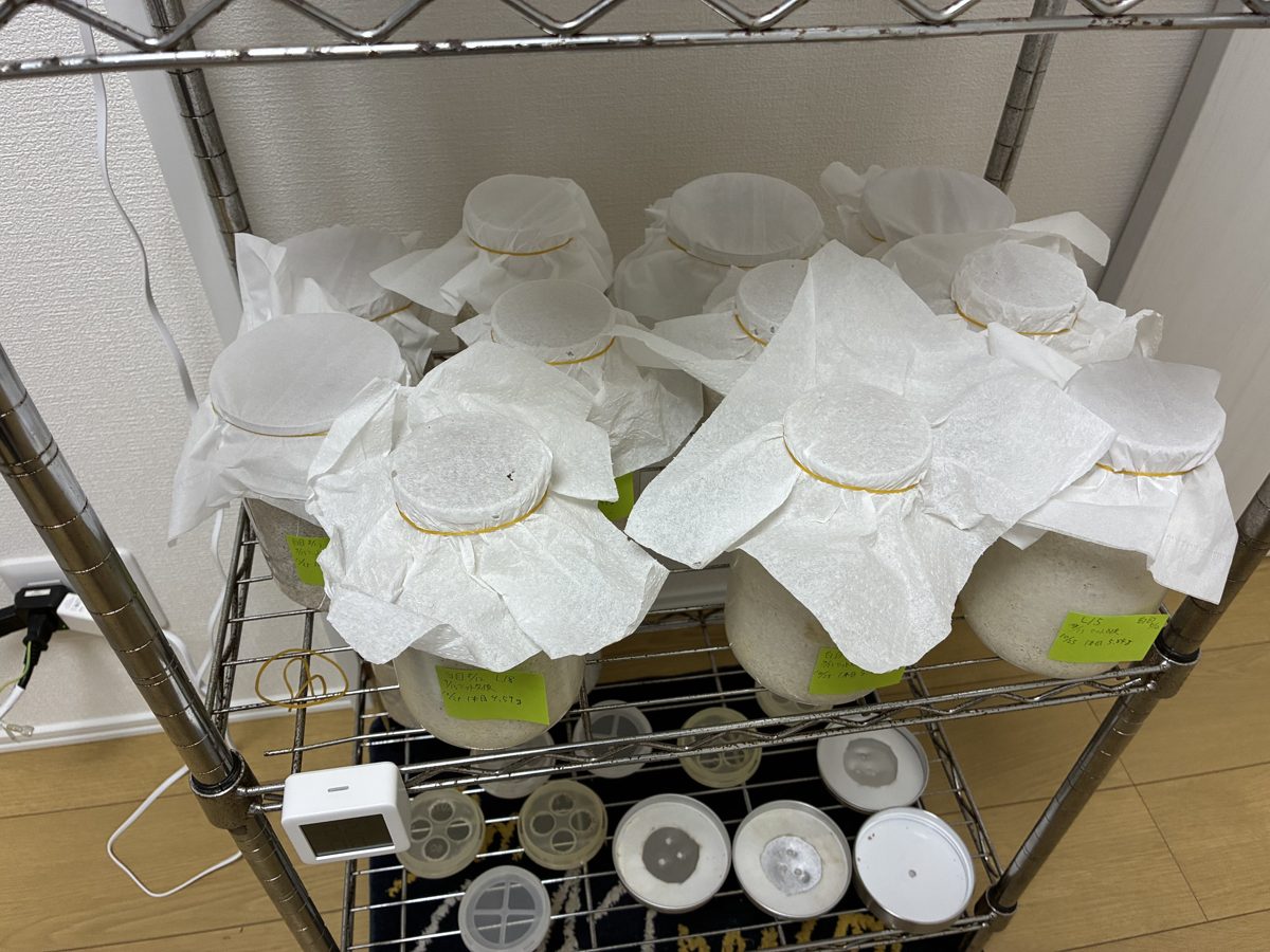 菌糸ビン投入後のビンを並べた飼育ラック